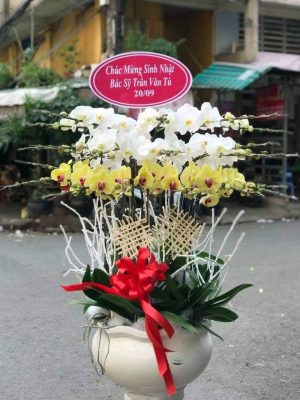 Chậu lan hồ điệp - 13